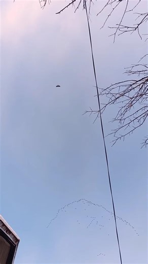 Geese Migration to Warmer Regions Surrounded by Hunting Falcons / Vršac 8.1.2026.