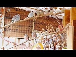 My Aviaries Today - Mixed Aviary Focus - Parakeets, Doves, Finches and Canaries