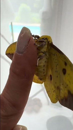 The lovely Imperial Moth, natures banana moth