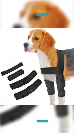 Dog Front leg Brace Helps With Pain And Discomfort