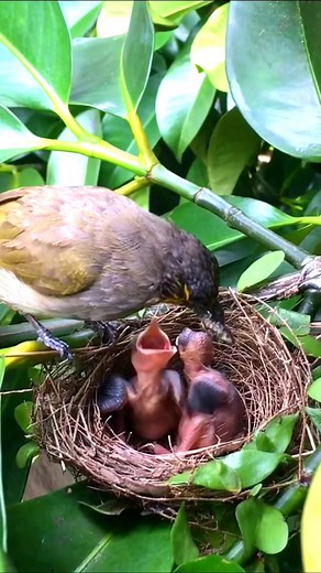 waiting mother #birdfeeding #birds #bird #nature #birdwatching #birding #birdsofinstagram #birdphotography #birdlovers #birdfeeders #birdfeeder #backyardbirds #wildlife #birdphotos #birdfood #naturephotography #wildlifephotography #photography #birdshot #daily #birdhouses #of #birdstagram #wildbirdsunlimited #birdtoys #birdfeed #feedthebirds #birdspotting #birdssinging #birdflying | Bird Life2