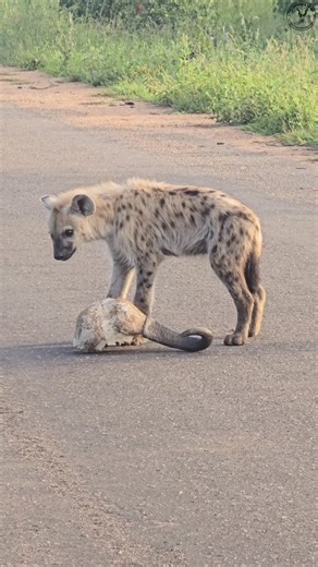 A sighting of a young hyena chewing on a buffalo skull in the Kruger National Park. #hyena #safari #shorts #krugernationalpark #wildlife | KPS Safari & Tours