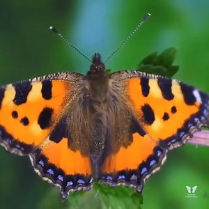 4.7K views · 10K reactions | Ever wondered how a caterpillar becomes a butterfly? Here’s how the amazing and beautiful process takes place. 曆 Our butterflies need our help more than ever. This is why we are urging everyone to take part in the Big Butterfly Count 2022 NOW! Help save butterflies  bigbutterflycount.org #SaveButterflies #ButterflyCount #CountThemToSaveThem | Butterfly Conservation | Facebook