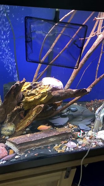 Adding New Fish to the 75 Gallon Aquarium