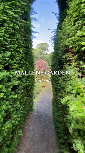 Just outside Edinburgh in the village of Balerno lies a beautiful green oasis - Malleny Garden. Owned by the National Trust for Scotland, the garden is renowned for its peaceful atmosphere and stunning surroundings. The garden also holds a National Collection of 19th-century shrub roses with over 100 different roses, as well as yew trees aging up to 400-years-old. 🌲 | Visit Edinburgh