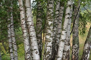 10 Trees Similar To Birch - ProGardenTips