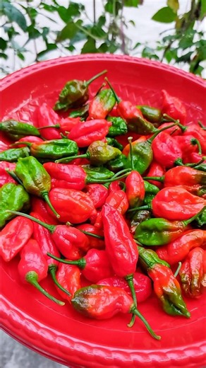 Red Bell Pepper 🌶️# easycookingsima #foryou # redbellpapper