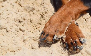 Healthy Paws Pet Insurance Reviews: Customer Service, Coverage, Waiting Period, Quote, Cancel Policy & More