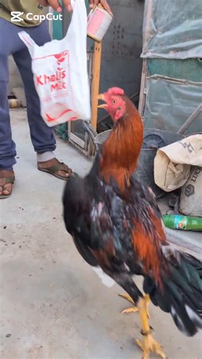 Amazing High Jump Training of Aseel Rooster 🐓🔥 #shorts #rooster #training