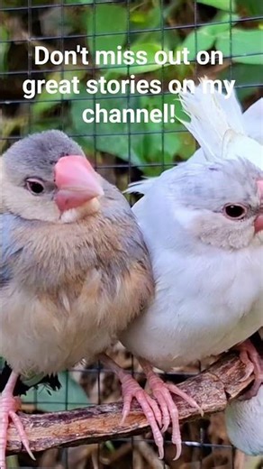 Java cute bird, Java sparrow sound