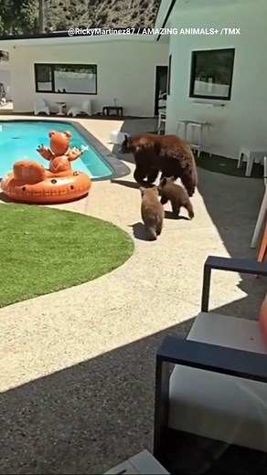 TAKING A DIP: California man captures mama bear and her cubs go for a swim in his pool. | Fox News