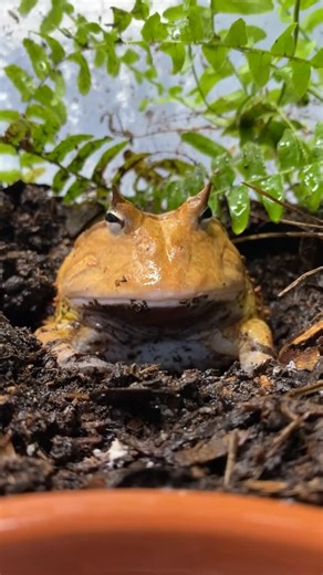 Dayyan Saylany 🇨🇦(🇮🇷🇧🇪🇨🇭) | Dinner time! Let’s feed some frozen-thawed mice to my captive-bred Surinam horned frogs (Ceratophrys cornuta) 🐸. They are one of my... | Instagram