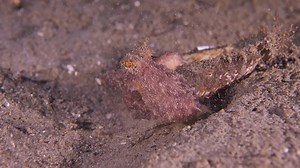 Coconut octopus positions itself in shell