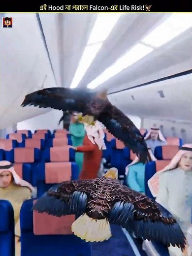 Why Falcons Fly Blind for 14 Hours! 🦅✈️