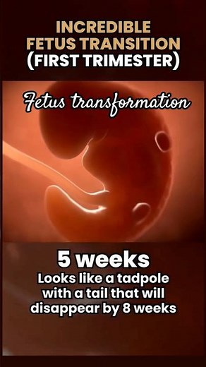1st Trimester of Pregnancy (Weeks 1–12). fetus transformation