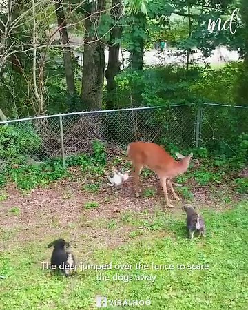 Deer jumps over fence to protect her baby 🦌 | Chocolates Lovers