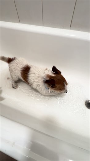 Refrescada en la bañadera para perros