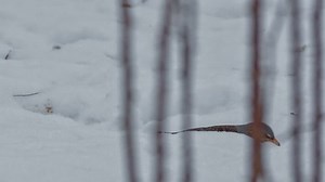 Song Bird Species Fieldfare Turdus Pilaris: стоковое видео (без лицензионных платежей), 23482639 | Shutterstock