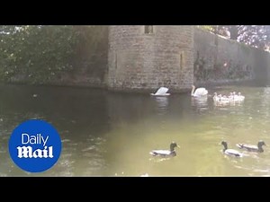 The moment swan attacks and drowns a duckling in Wells - Daily Mail