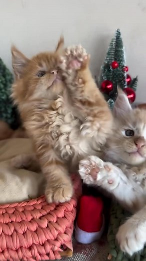 1.1K views · 16 reactions | #mainecoonkitten | Maine coons kittens for adoption and rehoming | Facebook