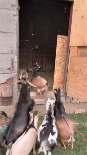 The crazy farm life #goat #farmanimals #funnyanimals