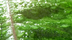 The Caladium leaf, resplendent in lush greenery, glimmers with droplets, each magnifying its intricate veins, a testament to the beauty found in nature's details. Green background.