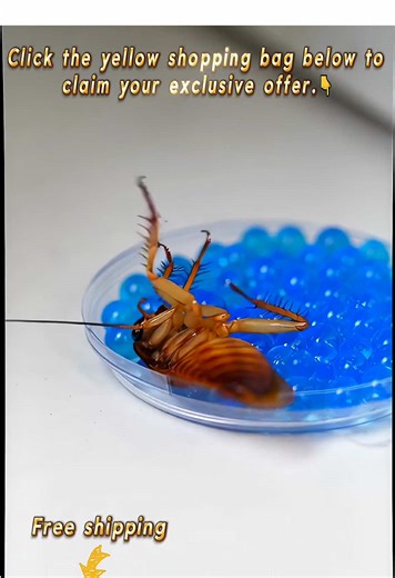 Effective Ways to Get Rid of Pests in Your Home