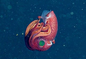 MBARI's Remote-Operated Vehicle Captures Footage of a Deep Sea Strawberry Squid in 4K