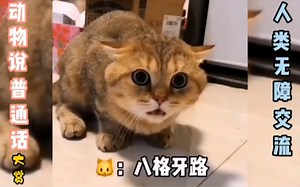 动物说普通话大赏，人类无障碍交流。