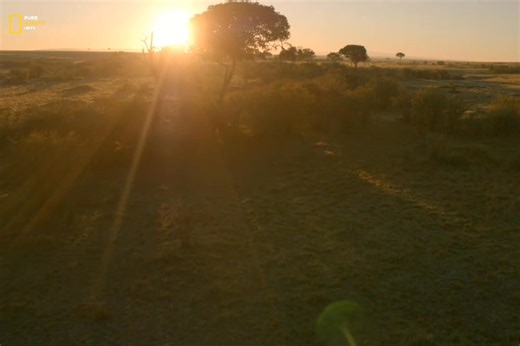 92K views · 3.6K reactions | Lions Vs Hyenas - Hindi Documentary Part 4 #jungle #wildanimals #documentary #discovery #purenaturehdtv | Pure Nature HDTv | Facebook