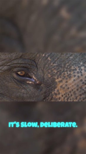 Elephant's Eye: Observing, Not Scanning for Trouble