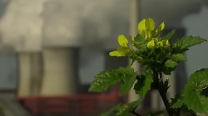 2021 was world's fifth-hottest year: EU scientists