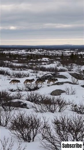 Alaskan Wolf Pack Hunt Secret!