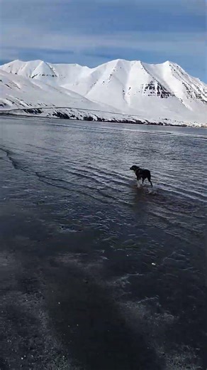 👉 “My Labrador can’t stay out of the water 😍”
