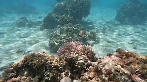 Fun day snorkeling at Paupau beach | Jeff Nicholas