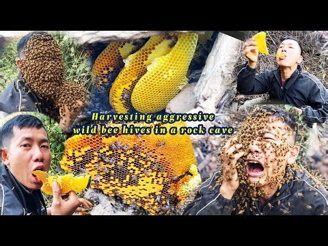 Harvesting Aggressive Wild bee Hives In A Rock Cave