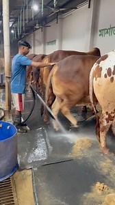 The shepherd's daily work is to clean the cow dung with water in the afternoon #cattlefarm #dung #reelsfbシ | Bulls take care
