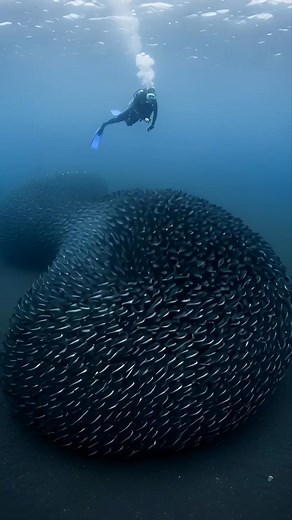 Unseen Deep-Sea Penguin Behavior: A Dense, Worm-Like Formation | Species Photography | Facebook