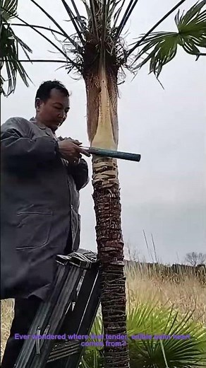 Harvesting Palm Hearts: Watch This Traditional Craft!