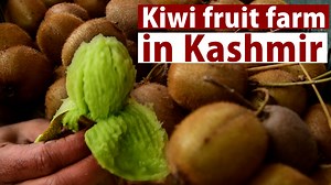68K views · 1.3K reactions | Kiwi fruit that is rarely grown in...