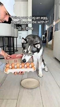 Can Dogs Eat Eggs or Not? Full Experiment Revealed!