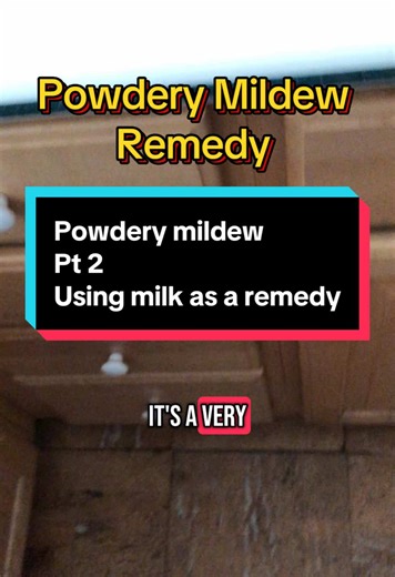 Well. I got too wordy with this. I chopped off the intro and the science part on why milk for powdery mildew works. You can use whey too, Since your going for the lactic acid and milk protines. There is some studies that those stop the powdery mildew fungus from being able to get into the leaf tissue. But with most home remedies the scientific studies are few and far between. If you’re curious about all the other methods to try and deal with powdery mildew I can go over many of them and why I la