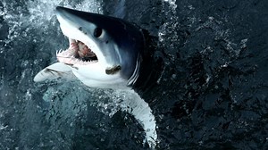 Researchers shocked after 8-foot shark is eaten by a predator. But who's the culprit?