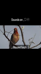 122 reactions | House Finch  Beautiful ❤️ Nature  #breeders #birds #breending #breedingseason #nature #naturelovers #natureloversinstagram #jilguero #chardonneret #chardon #criarépreservar #criadores #birdslover #gardenbirds #natureza #european #faunaeuropeia #faunasilvestre #SDCC #girasol #feeding #feedingbirds #dance #silvestre #faunayflora #passaros #naturelife #reels#longweekend #weekend | Fauna Europeia e Americana | Facebook