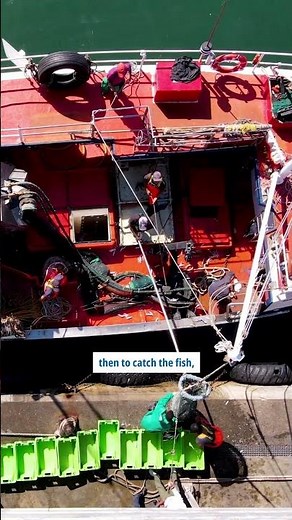 Chasing jack mackerel in Chilean waters