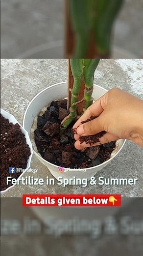 Fertilizer for Your Monstera Deliciosa Plant - Monstera Plant Care