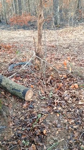 Opossum Escapes by Climbing a Tree Sapling