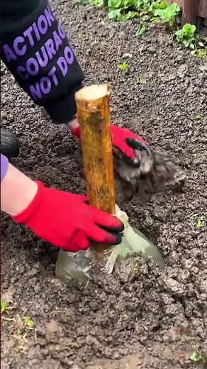 Tree Growing Secrets 🌳✨ #lifehacks #plants #garden #howto #trending
