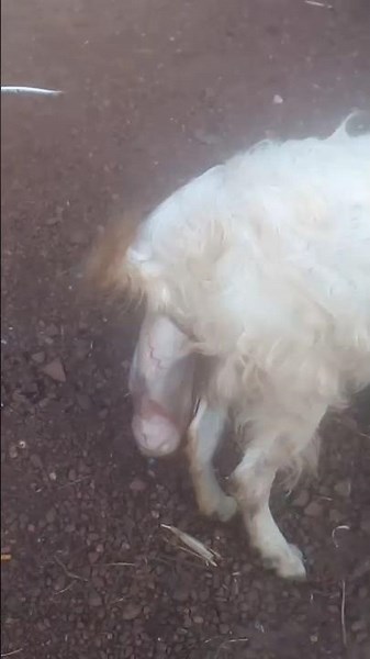 Goat giving birth with 2baby goats 🐑🐑🥰🥰🥰🥰