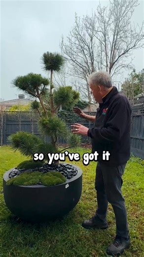Stop scrolling! 😍 Feast your eyes on this 𝐆𝐢𝐚𝐧𝐭 𝐁𝐨𝐧𝐬𝐚𝐢 𝐌𝐚𝐠𝐢𝐜 🌿Pinus ‘Yatsubusa’ Black Pine, 10–12 years old, styled with lime lava & black pebbles — instant garden wow-factor! 𝘽𝙧𝙞𝙣𝙜 𝙩𝙝𝙚 𝙢𝙖𝙜𝙞𝙘 𝙝𝙤𝙢𝙚.✨ . 👉𝗣𝗶𝗻𝘂𝘀 𝗬𝗮𝘁𝘀𝘂𝗯𝘂𝘀𝗮 𝗕𝗹𝗮𝗰𝗸 𝗣𝗶𝗻𝗲: https://www.thetutuguru.com.au/shop/pinus-yatsubusa-black-pine/ 👉𝗟𝗶𝗺𝗲 𝗟𝗮𝘃𝗮: https://www.thetutuguru.com.au/shop/lime-lava/ . #HelloHelloPlants #BonsaiArt #GardenDesign #JapaneseStyleGarden #GiantBonsai 